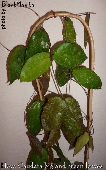  Hoya Caudata big and green leaves 