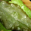 Hoya Caudata big and green leaves