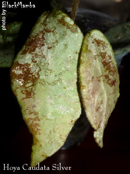  Hoya Caudata Silver 