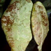 Hoya Caudata Silver