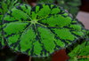  Begonia Bawerae Nigramarga