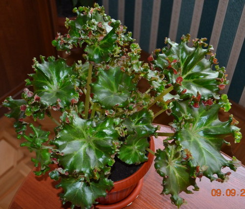  Begonia Bunchii 