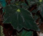  Begonia Black Velvet