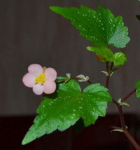  Begonia dregei