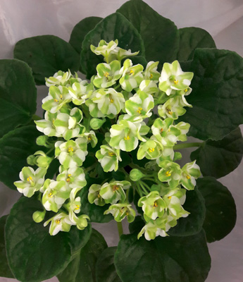  Emerald Love (sport green) 
