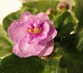 Фиалка Cupid's jewel