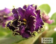Фиалка Purple's passion