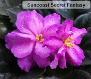 Фиалка Suncoast secret fantasy