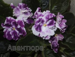 Фиалка Авантюра