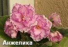 Фиалка Анжелика