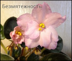 Фиалка Безмятежность