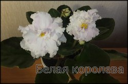 Фиалка Белая королева