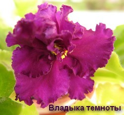 Фиалка Владыка темноты