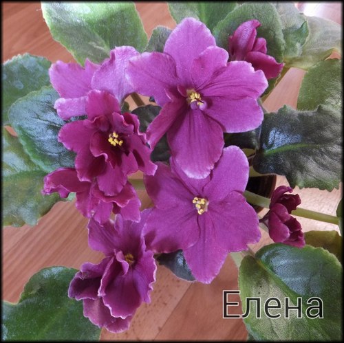 Фиалка Елена Фото Фиалка Елена Фото