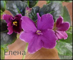 Фиалка Елена