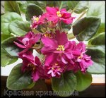 Фиалка Красная хризантема