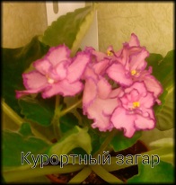 Фиалка Курортный загар