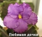 Фиалка Любимая дочка