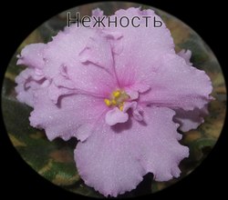 Фиалка Нежность