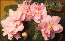 Фиалка Персиковый рай