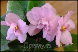 Фиалка Примула