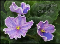 Фиалка Северное сияние
