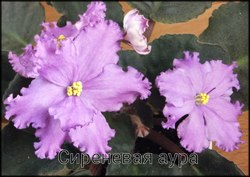 Фиалка Сиреневая аура