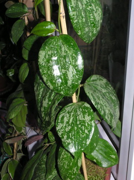  H. Macrophylla splash 