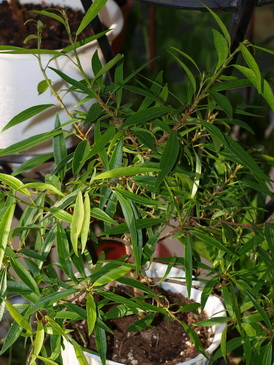    (salicifolia) 