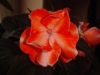 Double Circus Orange-White