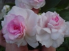 Apple Blossom