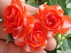 Sparkler Orange