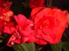 Salsa Red