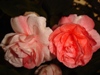 Pink Ruffles