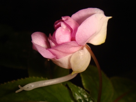  Impatiens Bicaudata 