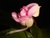 Impatiens Bicaudata