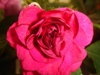  Burgundy Rose