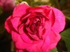 Burgundy Rose