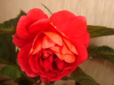  Dark Red Rose 