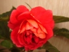  Dark Red Rose