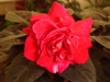 Double Bicolor