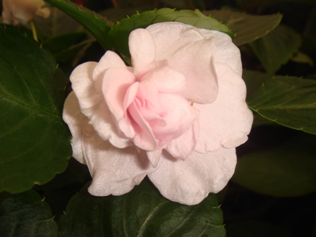  Double White Blush Appleblossom 