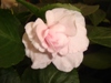 Double White Blush Appleblossom