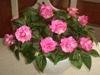 Stardust Pink