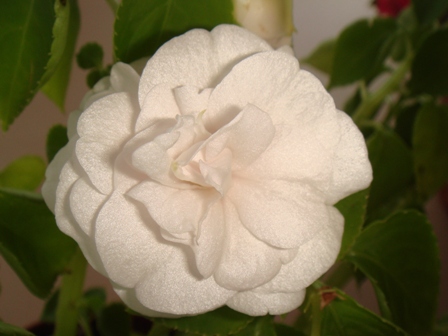  White Gardenia 