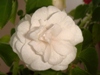 White Gardenia