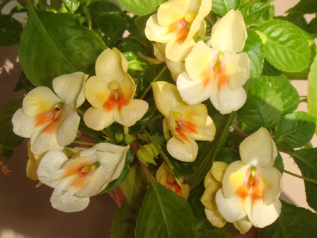  Impatiens Tangerine Yellow 