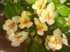  Impatiens Tangerine Yellow