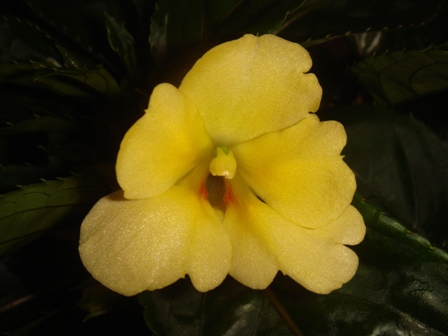  Impatiens Fusion Glow 