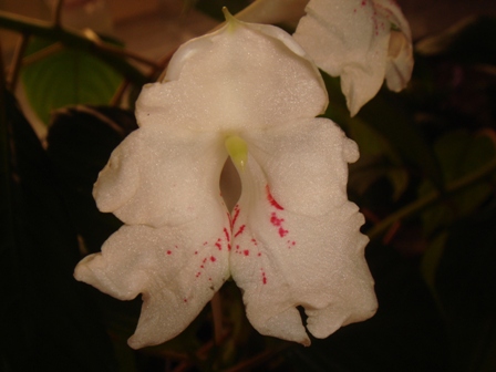  Impatiens Grandis 